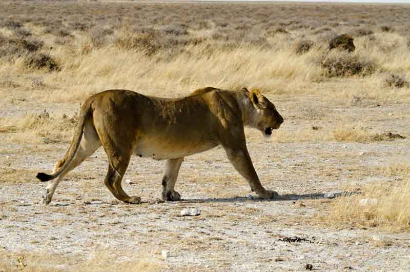 39 - Namibia - leones comiendo - parque nacional de Etosha